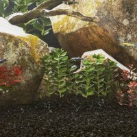 Bundlag og substrater til akvarium