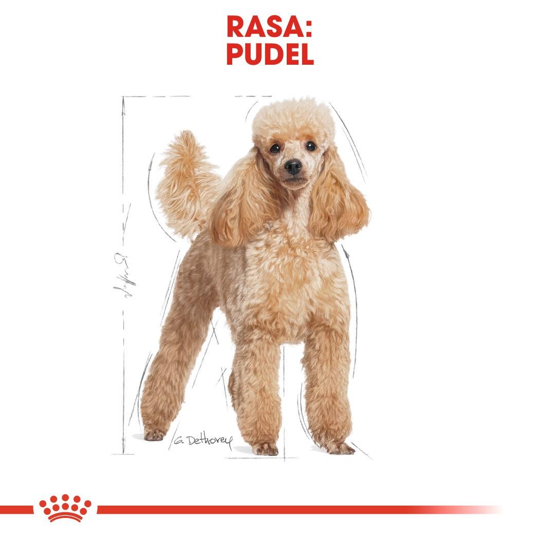 Hundefoder Royal Canin Poodle Adult 1,5 kg billede