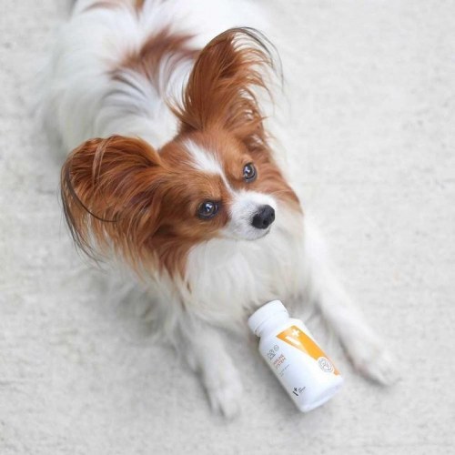 Kosttilskud til immunforsvar – VetExpert Immune System, hund og kat, 30 kapsler