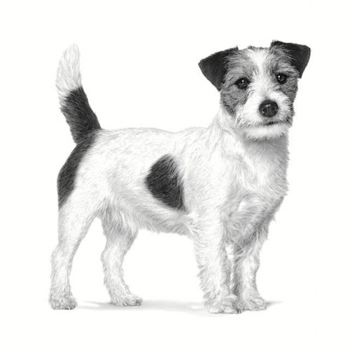 Hundefoder tørfoder Royal Canin Gastrointestinal Low Fat Small 3,5 kg
