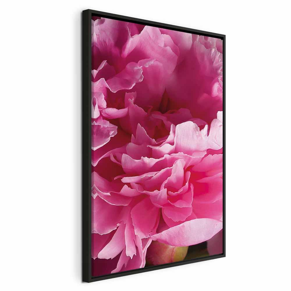 Lærredsbillede Skønhedens blomstring - Pink pæon, enkeltpanel - 80 x 120 cm - I en sort træramme billede