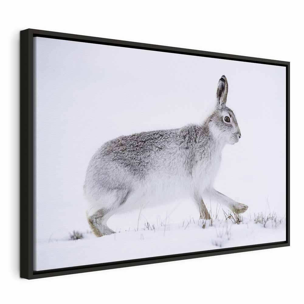 Lærredsbillede Hare i bredt format - 60 x 40 cm - I en sort træramme billede
