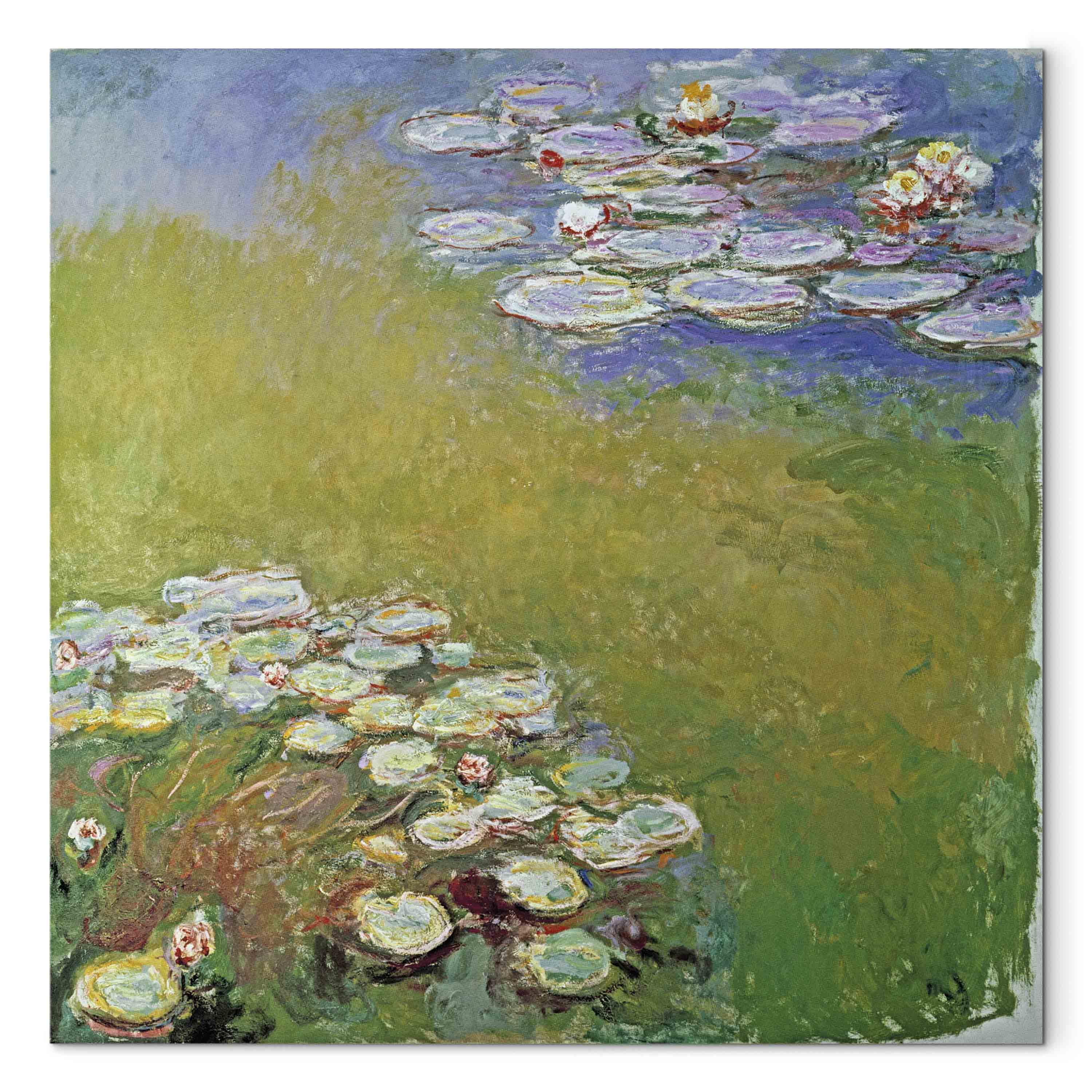 Claude Monet Åkander - billede på lærred - 40 x 40 cm - Premium Print billede