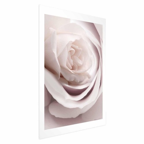 Blomsterplakat Porcelænsrose