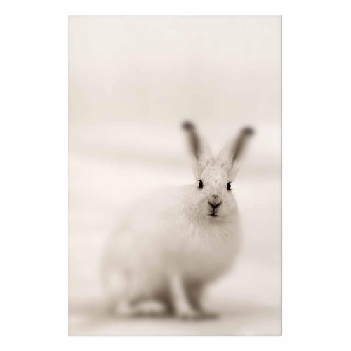 Plakat med hare - Ængsteligt blik