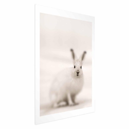 Plakat med hare - Ængsteligt blik