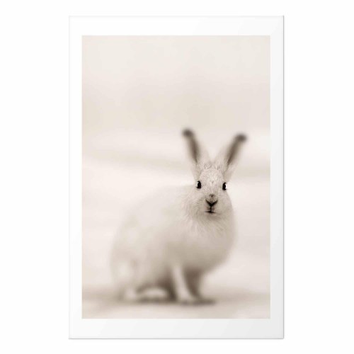 Plakat med hare - Ængsteligt blik