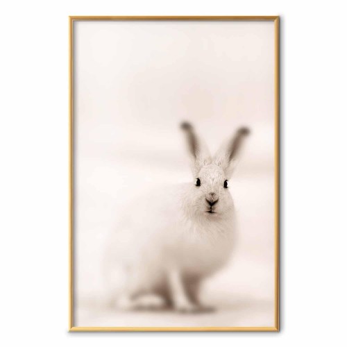 Plakat med hare - Ængsteligt blik