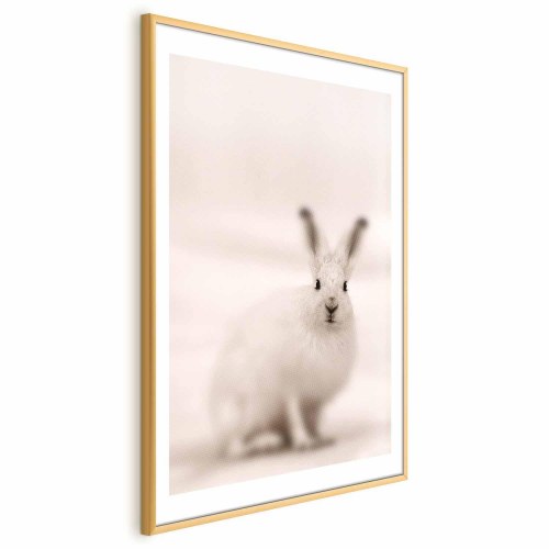 Plakat med hare - Ængsteligt blik
