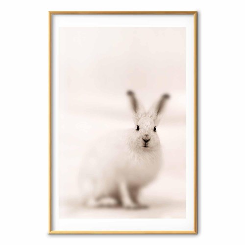 Plakat med hare - Ængsteligt blik
