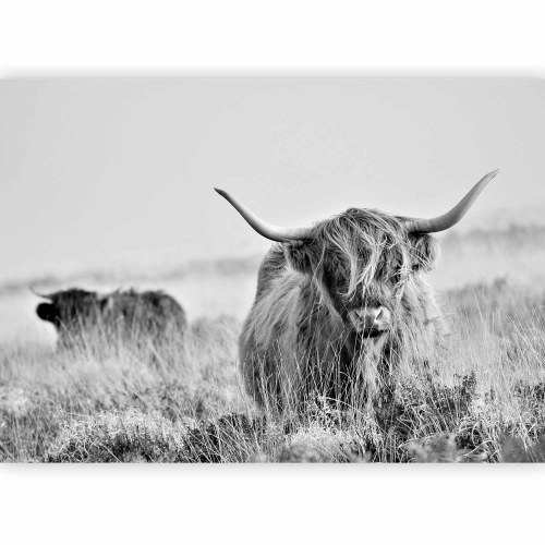 Fototapet med højlandskvæg - sort/hvid vægdekoration