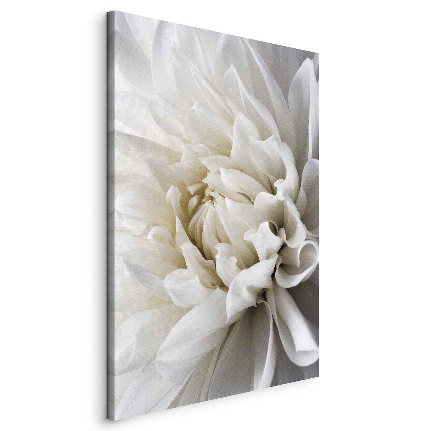 Lærredsbillede Hvid Dahlia - 40 x 60 cm - Standard