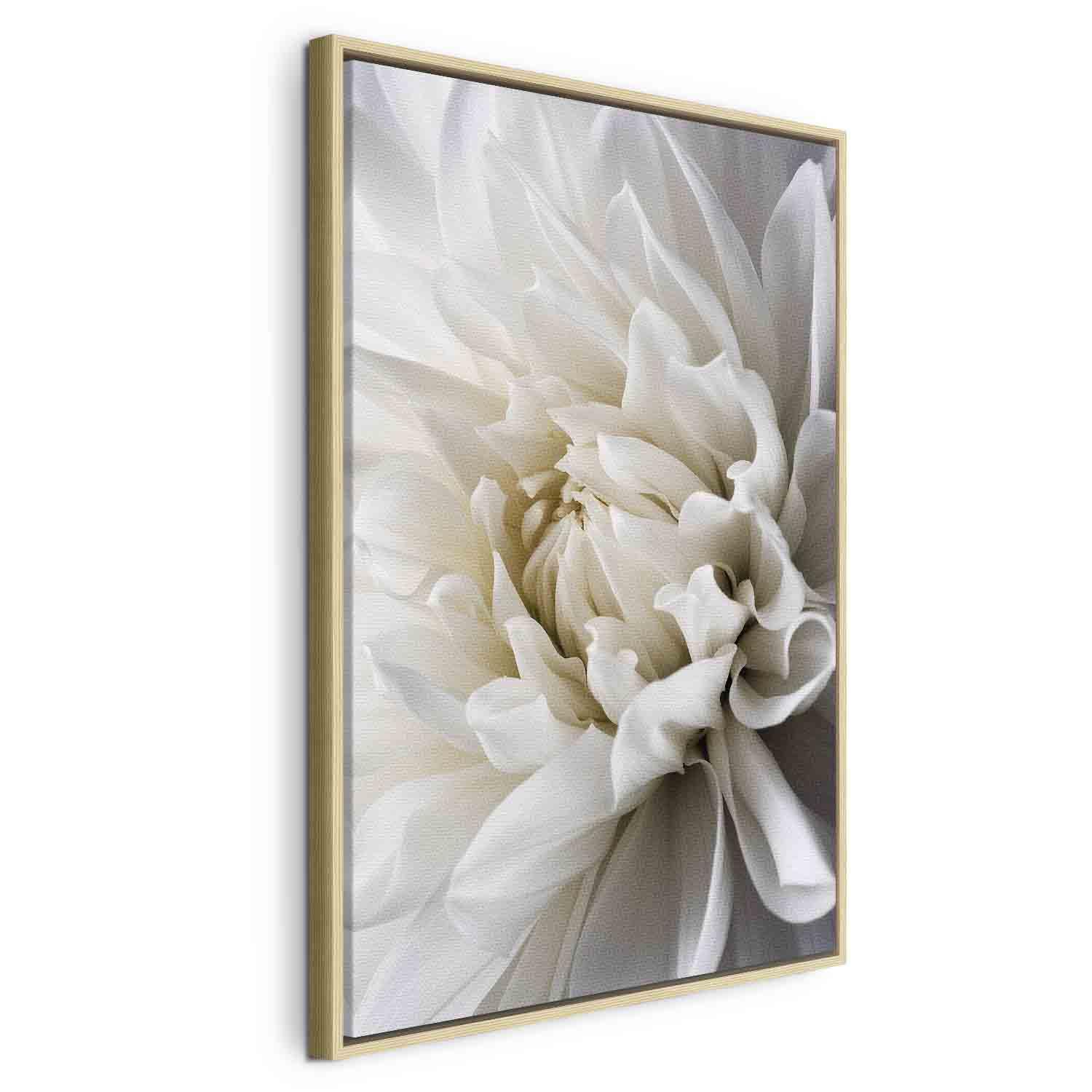 Lærredsbillede Hvid Dahlia - 40 x 60 cm - I en naturlig træramme