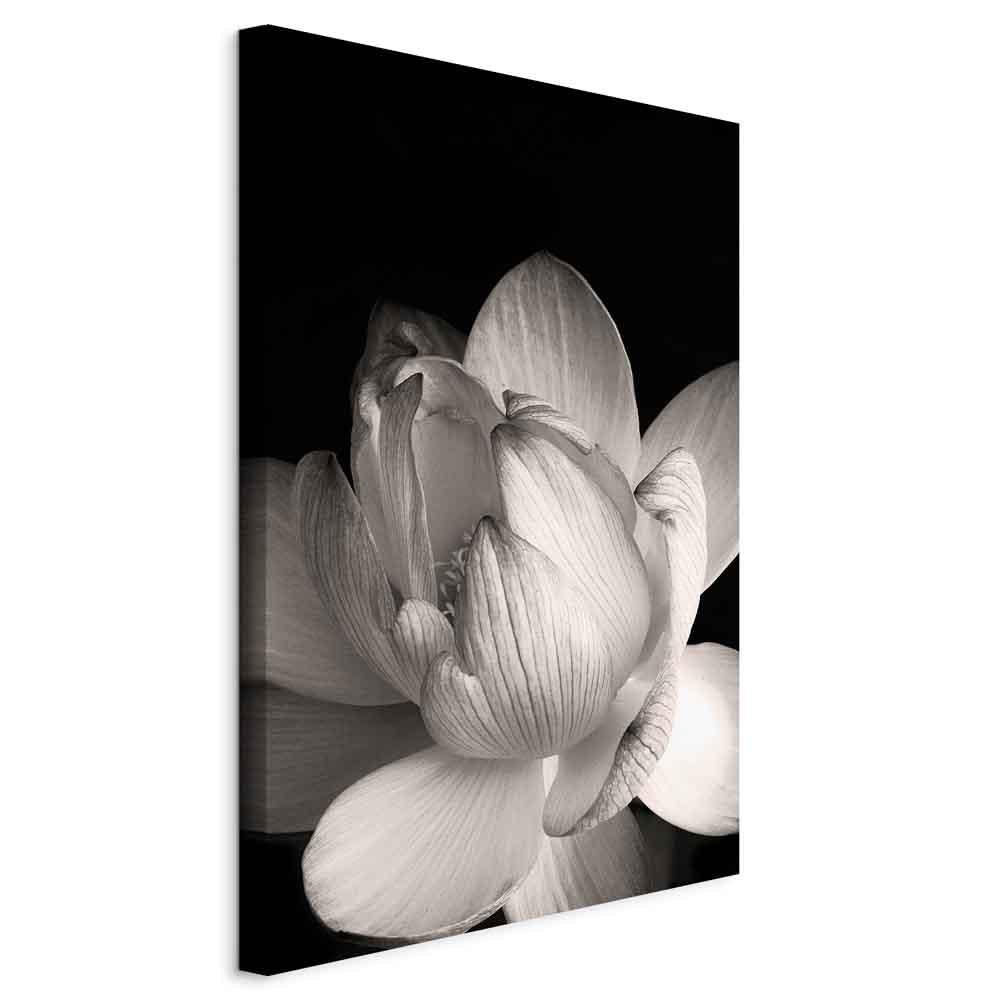 Lærredsbillede - Blomstens sarte kronblade i naturen - sort/hvid vægdekoration i 1 del - 40 x 60 cm - Standard