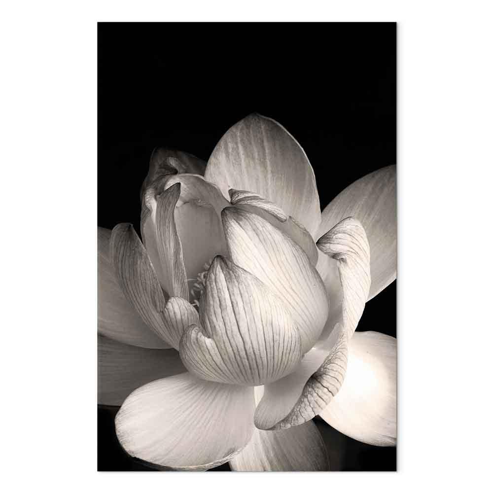 Blomstermotiv i sort-hvid på lærred - Delikate kronblade i naturen - 80 x 120 cm - Premium Print
