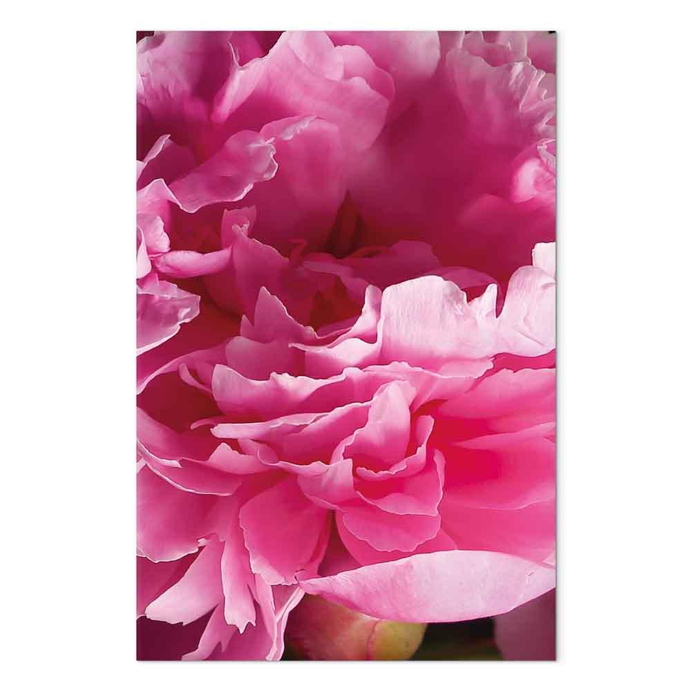 Blomsterbillede på lærred - Blossom of Beauty - Pink Peony Flower Embraced by Nature - 60 x 90 cm - Akustisk
