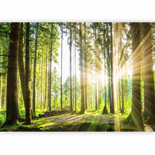 Fototapet Forest Tales med skovmotiv