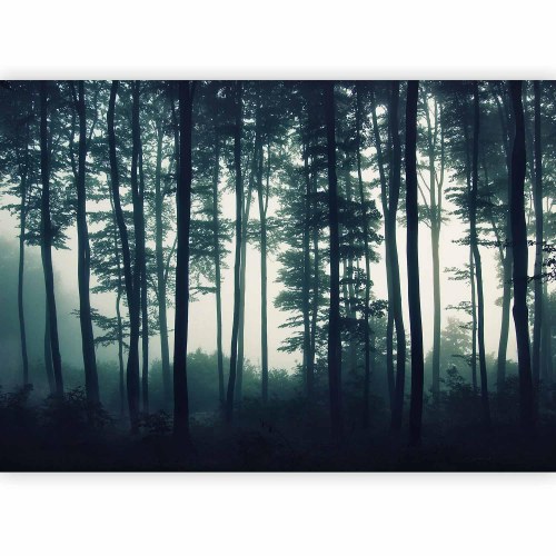Fototapet Mørk Skov til væg