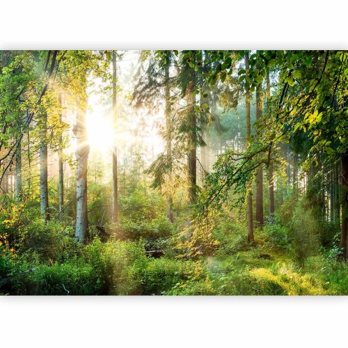 Fototapet Untamed Nature med skovmotiv