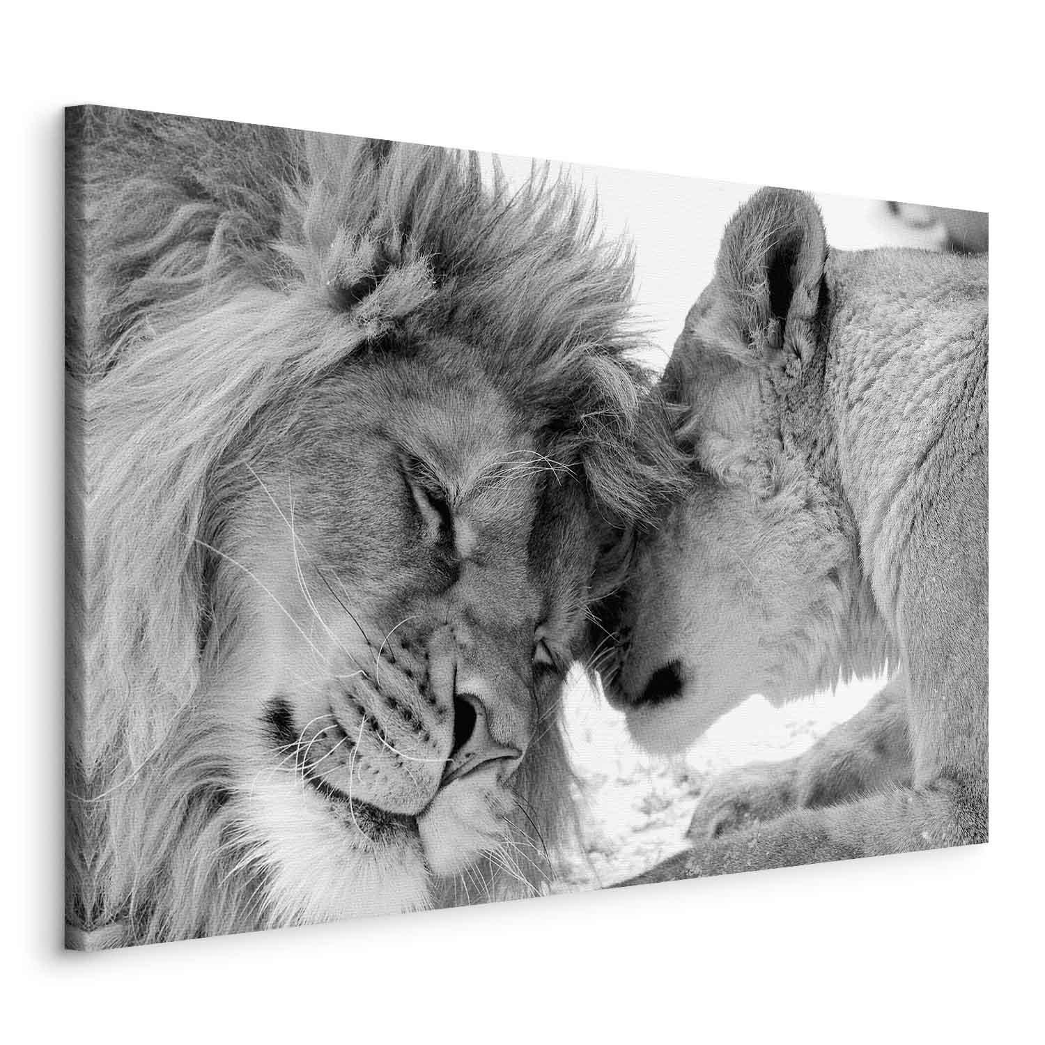 Billede på lærred Lion's Love - vægdekoration med løver - 60 x 40 cm - Standard