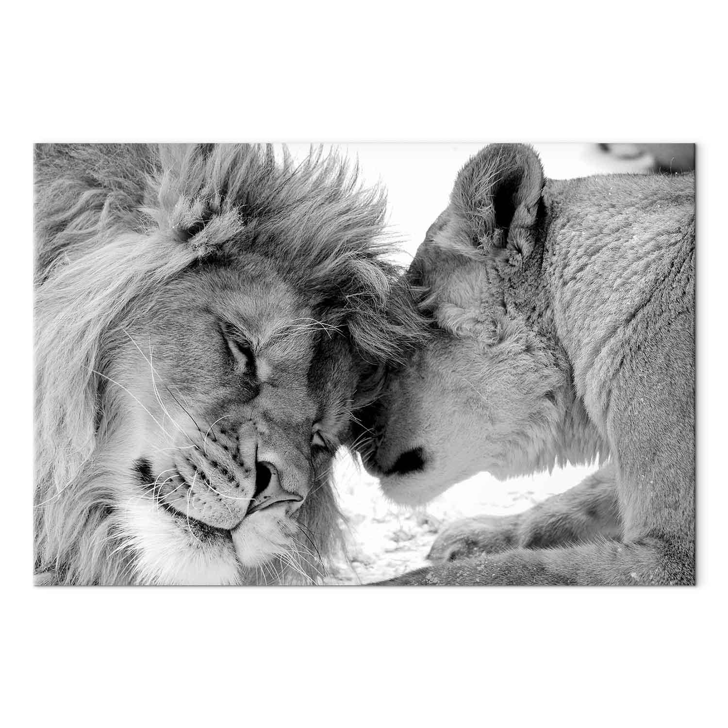 Billede på lærred Lion's Love - vægdekoration med løver - 60 x 40 cm - Akustisk