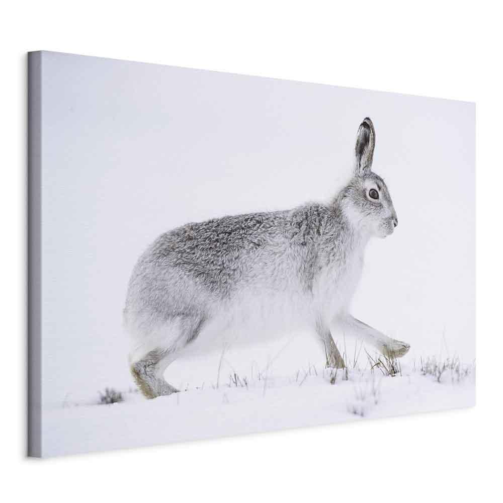 Lærredsbillede Hare 1-delt i bredformat - 120 x 80 cm - Standard