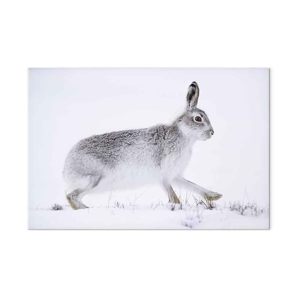 Lærredsbillede Hare 1-delt i bredformat - 120 x 80 cm - Akustisk