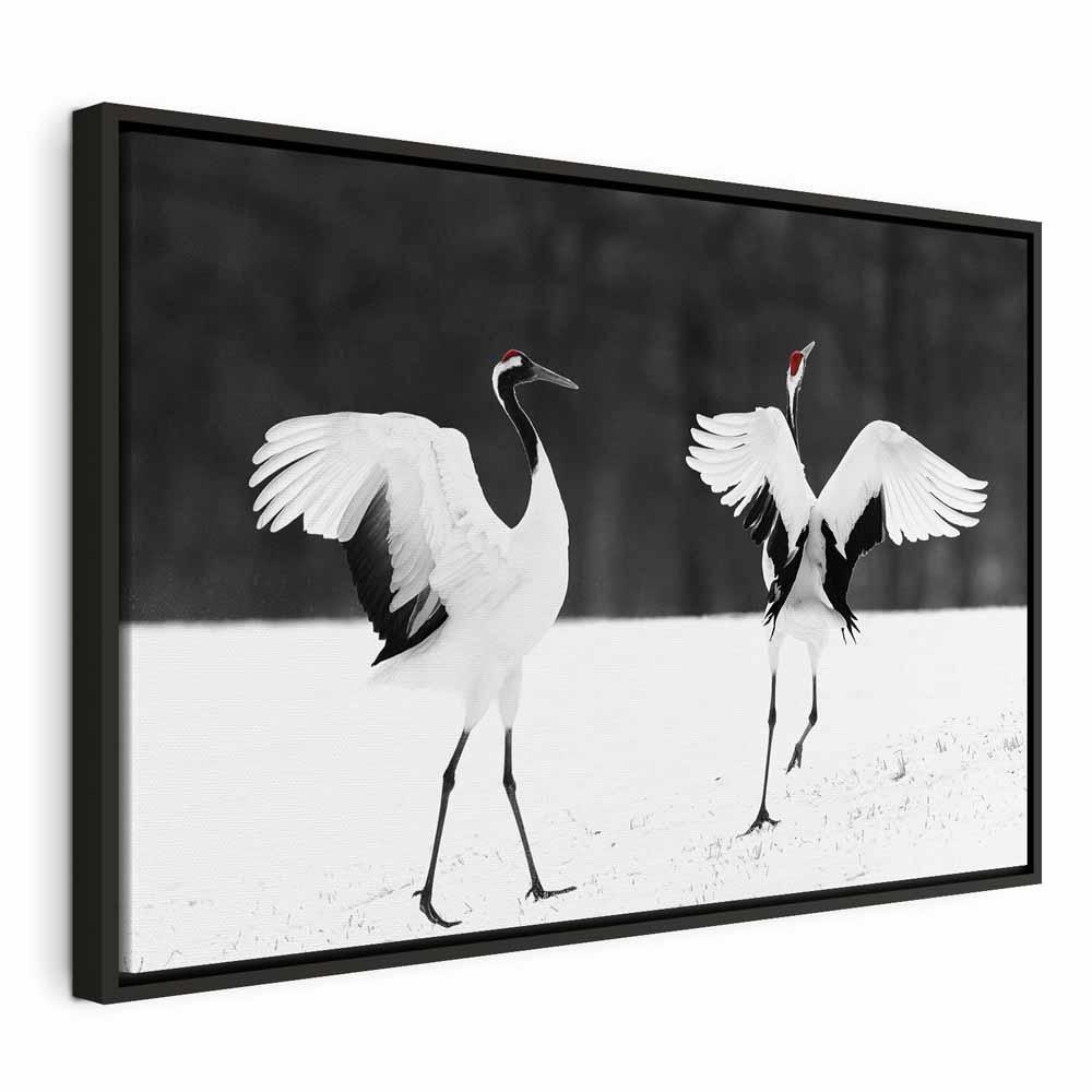 Lærredsbillede Dansende traner i bredformat - sort-hvid vægdekoration med fuglemotiv - 60 x 40 cm - I en sort træramme