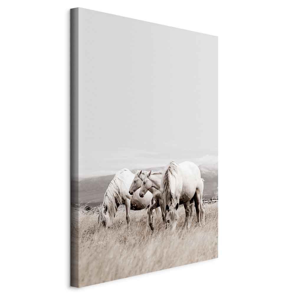 Billede på lærred - Hvide heste (1 del) lodret vægdekoration med hestemotiv - 40 x 60 cm - Standard