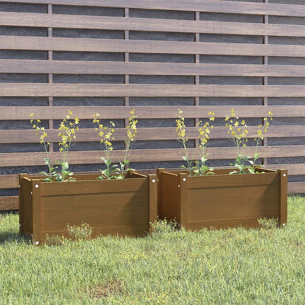 Plantekasser 2 stk. 60x31x31 cm massivt fyrretræ gyldenbrun