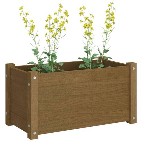 Plantekasser 2 stk. 60x31x31 cm massivt fyrretræ gyldenbrun