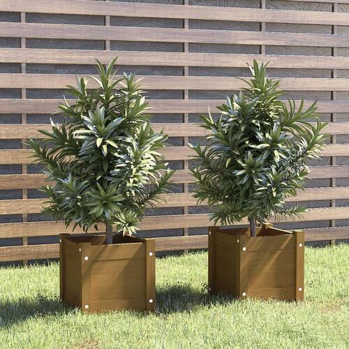 Plantekasser 2 stk. 31x31x31 cm massivt fyrretræ gyldenbrun