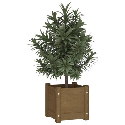 Plantekasser 2 stk. 31x31x31 cm massivt fyrretræ gyldenbrun