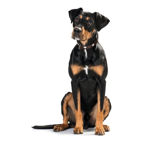 Hunter Swiss hundehalsbånd - brun, 35-39,5 cm