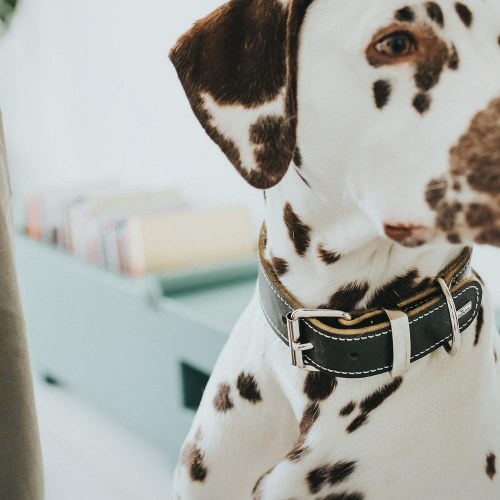 Hunter Aalborg hundehalsbånd - sort, 28-34 cm
