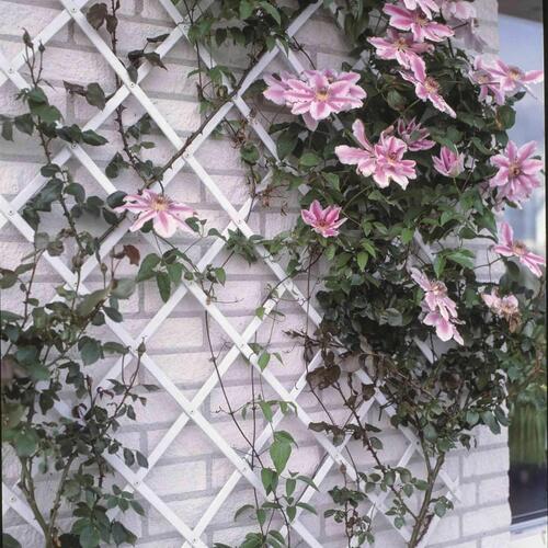 Nature espalier 100 x 300 cm PVC hvid