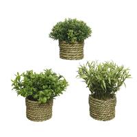 Dekorativ plante Basic Home Kunstig Tov Grøn 16 x 3 cm