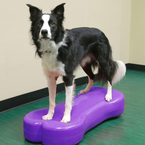 FitPAWS kæledyrs-balanceplatform Giant K9FITbone PVC lilla