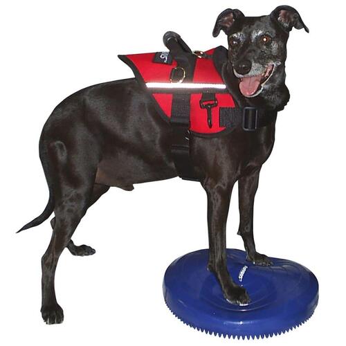 FitPAWS balancebræt til kæledyr 36 cm blå