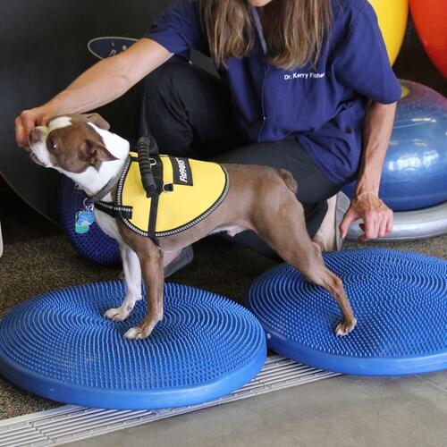 FitPAWS balancebræt til kæledyr 36 cm blå