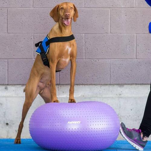 FitPaws balancebold til kæledyr TRAX Donut 55 cm lilla