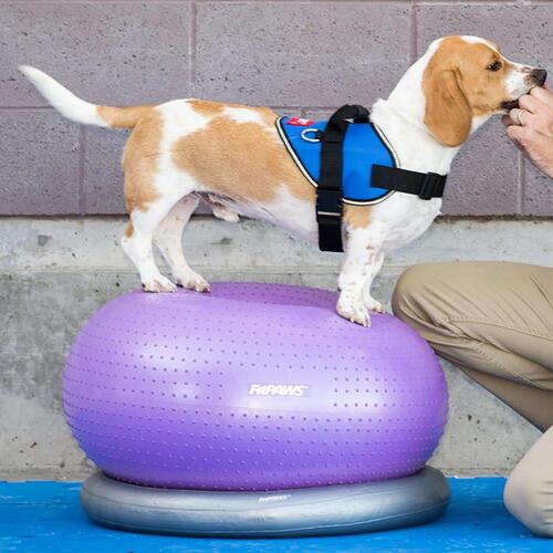 FitPAWS donut-holder 63 cm grå