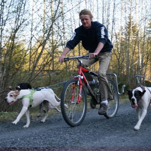 SPRINGER sæt til cykeltræning med hund