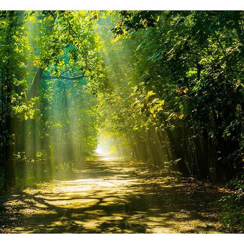 Fototapet - Road in Sunlight