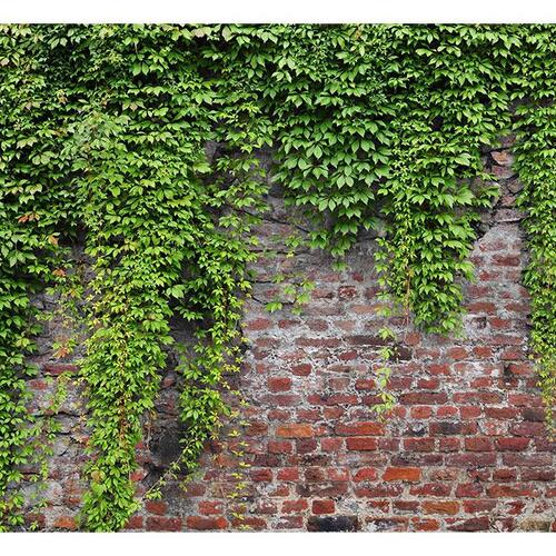 Fototapet - Brick and ivy