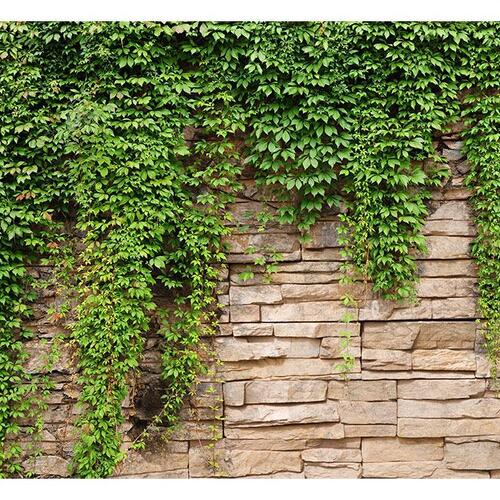 Fototapet - Ivy wall