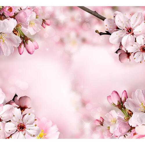 Fototapet - Spring Cherry Blossom