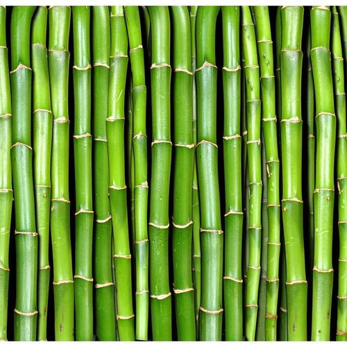 Fototapet - Bamboo væg