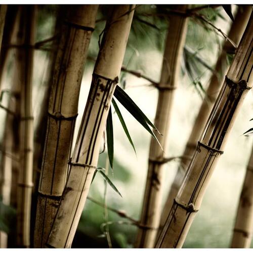 Fototapet - Fog and bamboo forest