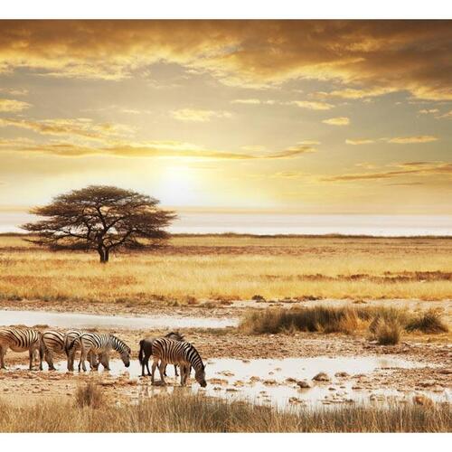 Fototapet - Afrikanske zebraer omkring vandhul
